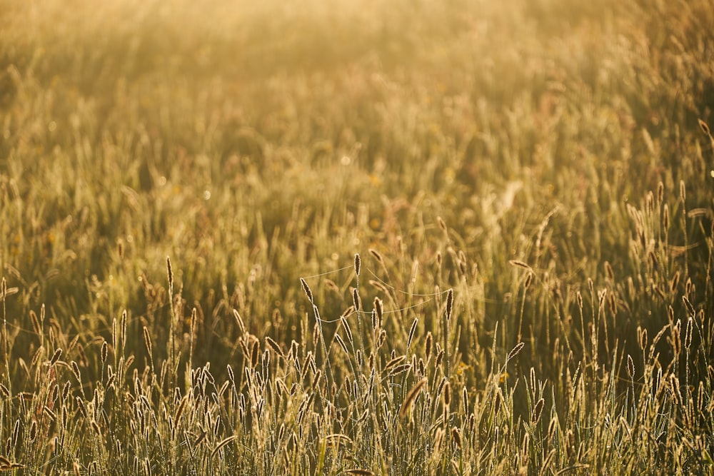 brown grass field during daytime