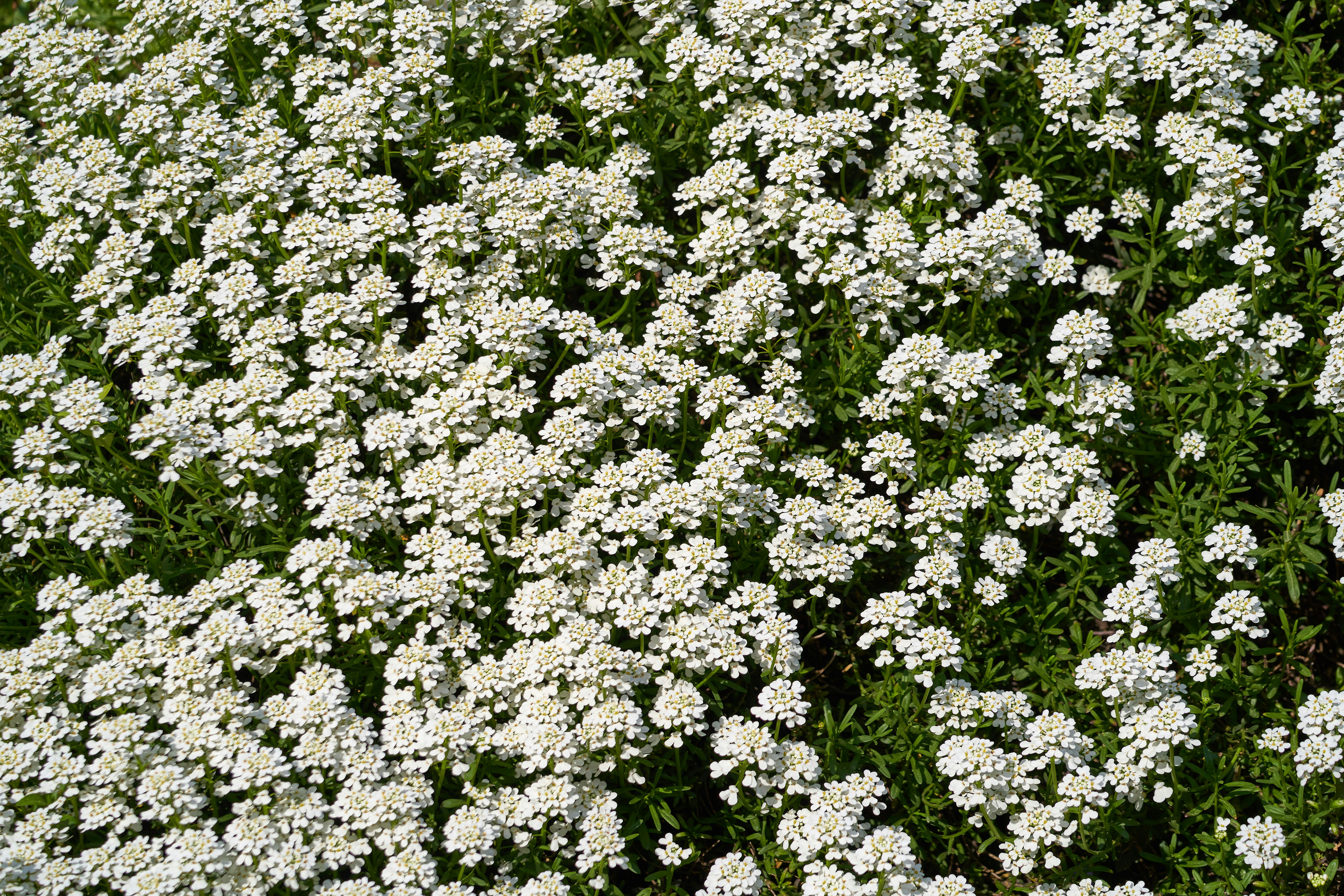 Photo by wolfgang_hasselmann