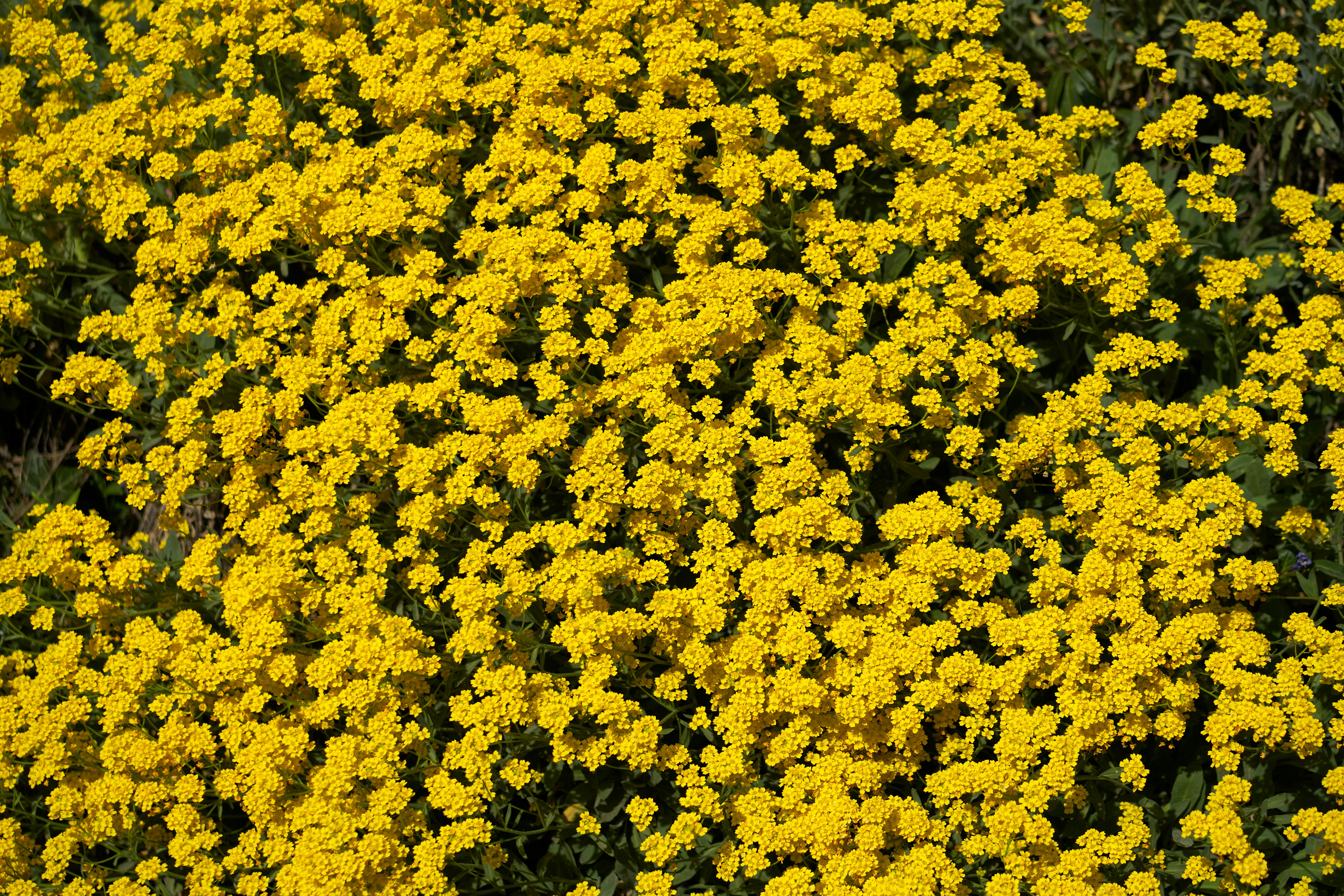 Photo by wolfgang_hasselmann