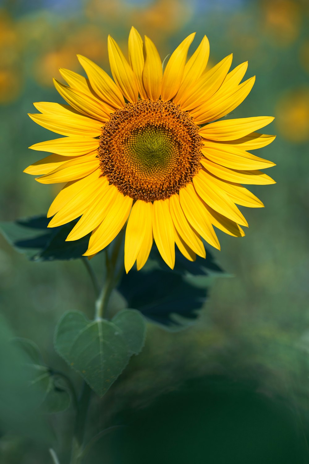 Girasol amarillo en fotografía de primer plano