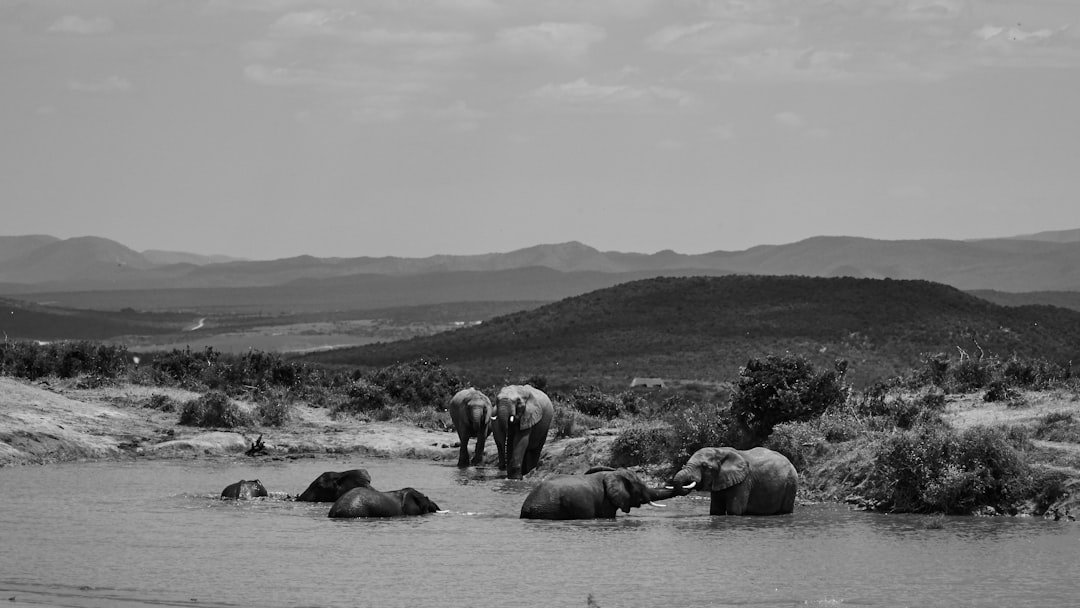 grayscale photo of group of elephant on body of water