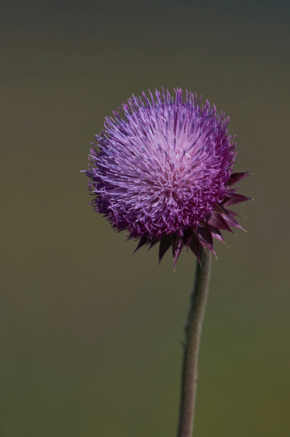 purple flower in macro lens