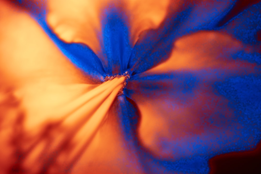 a close up of a blue and orange flower