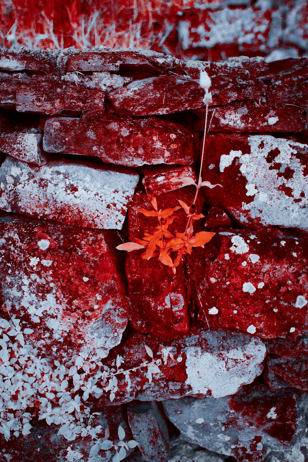 red maple leaf on brown and gray concrete brick