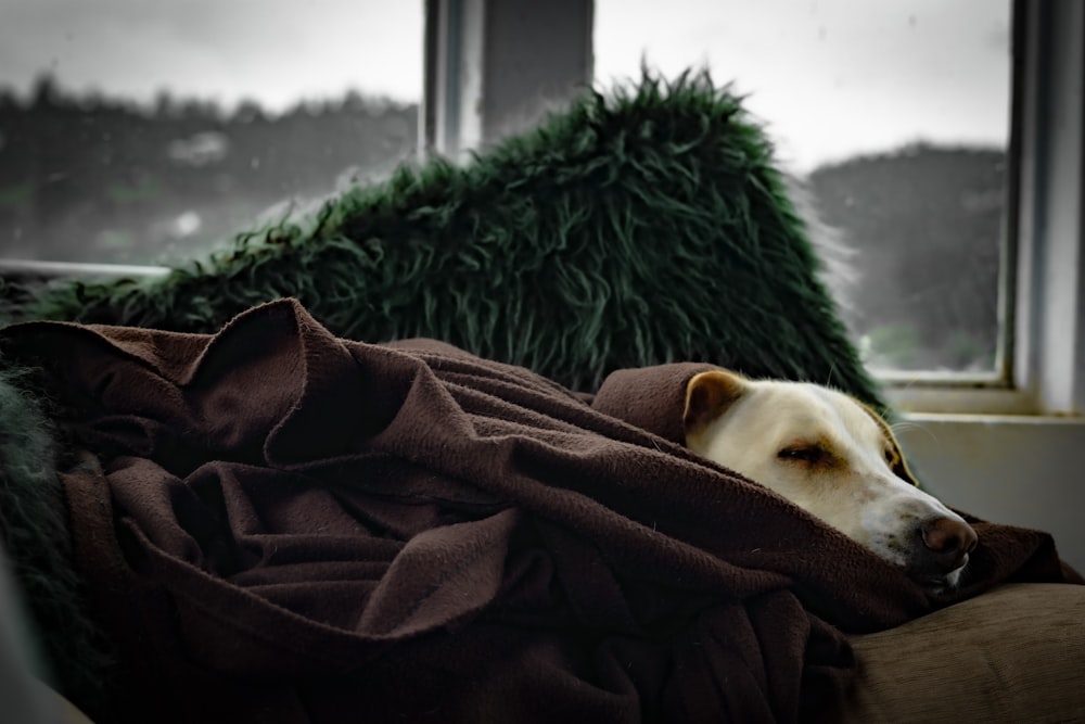 white short coated dog covered with brown blanket