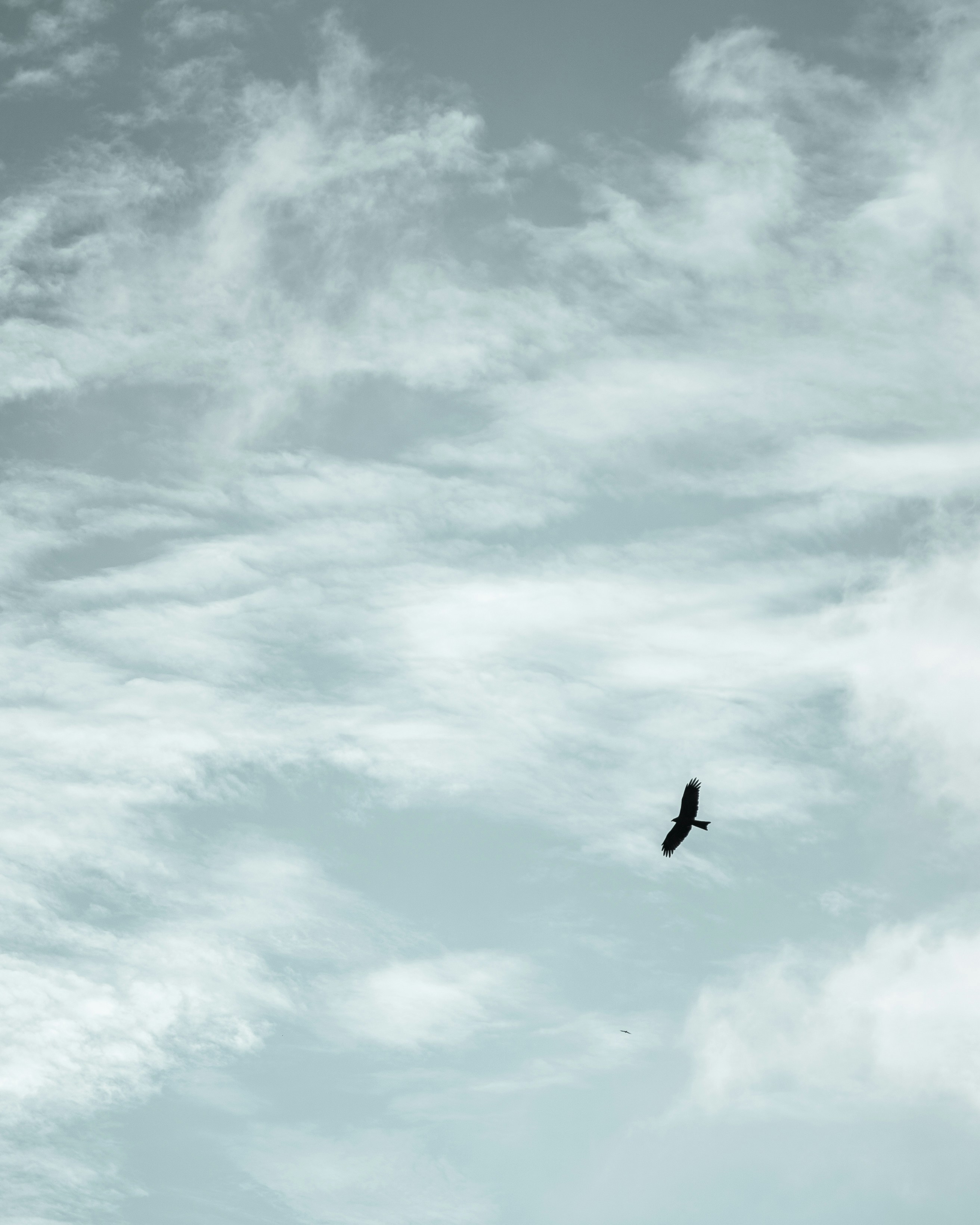 black bird flying under blue sky during daytime