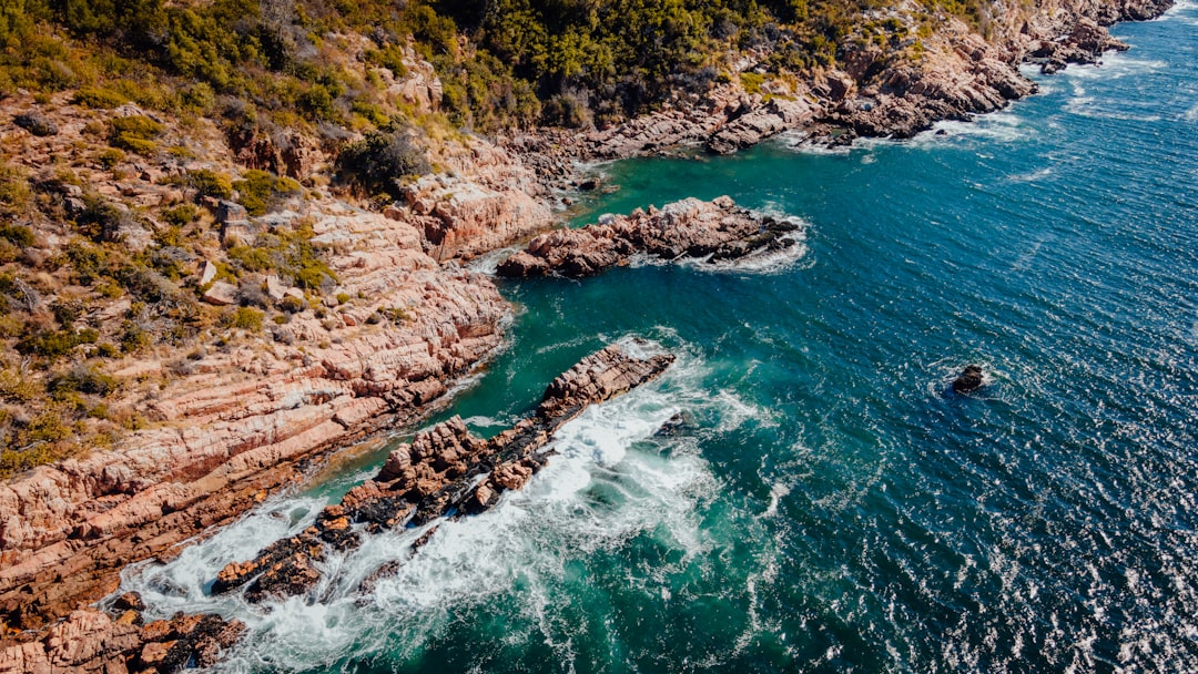 aerial view of green trees beside body of water during daytime