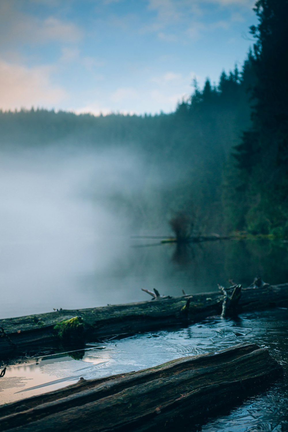 brown tree log on lake