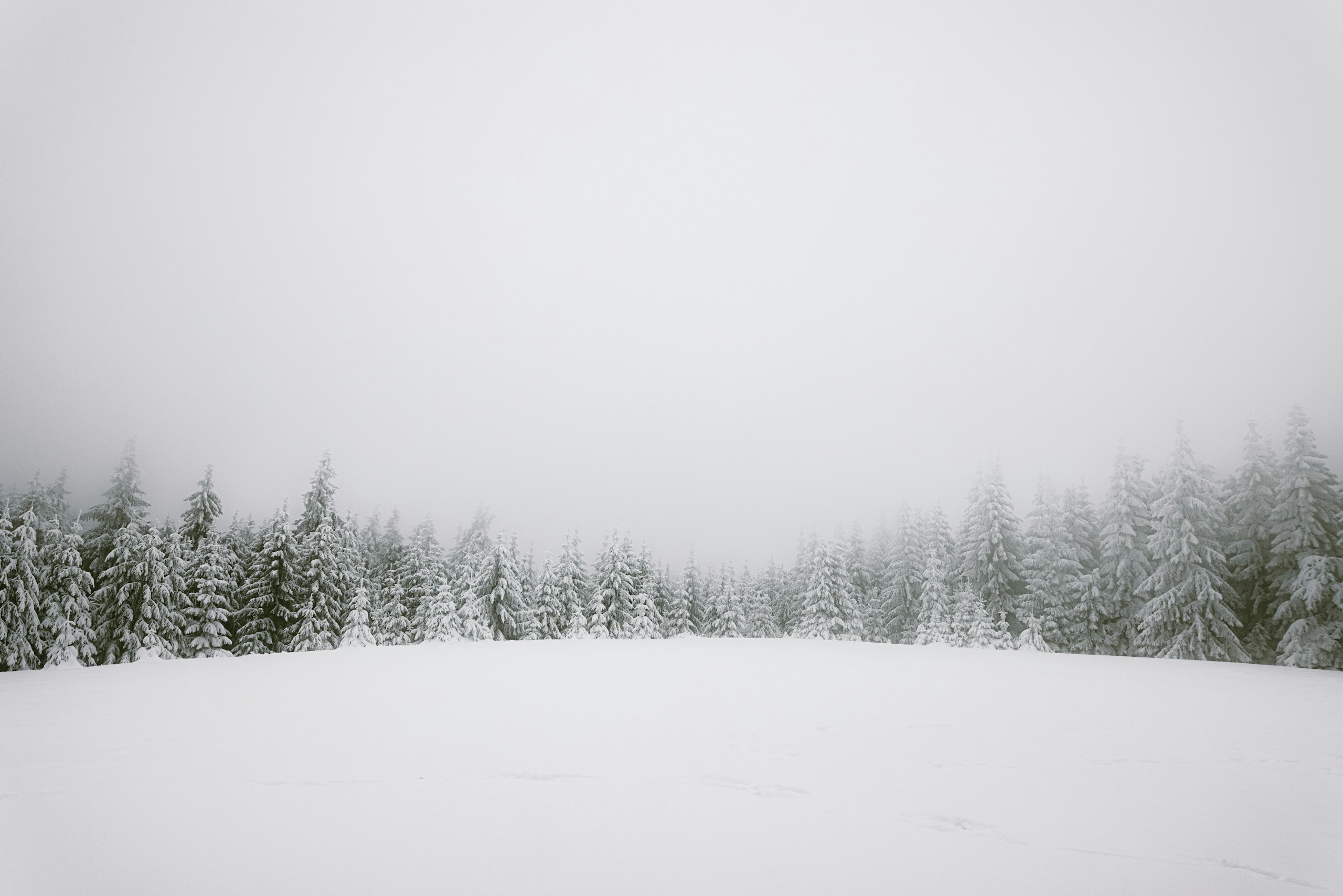 snow covered field and trees during daytime