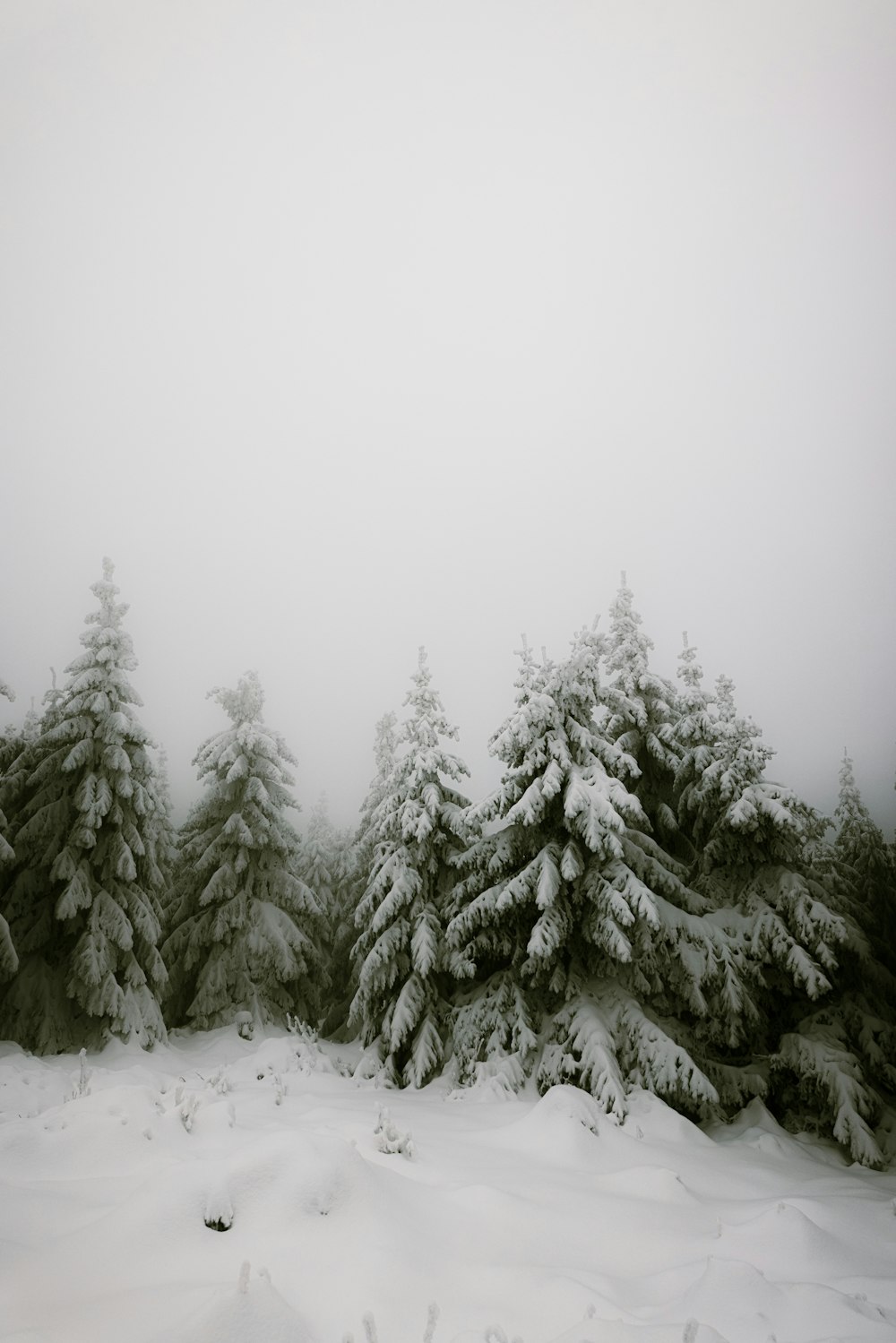 snow covered pine trees during daytime