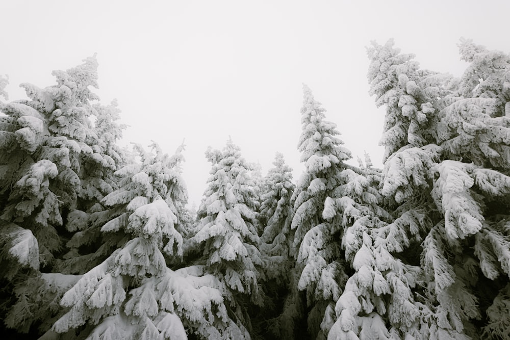 árvores cobertas de neve durante o dia