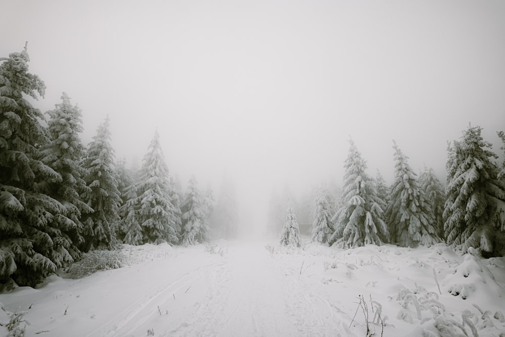 snow covered field and trees during daytime