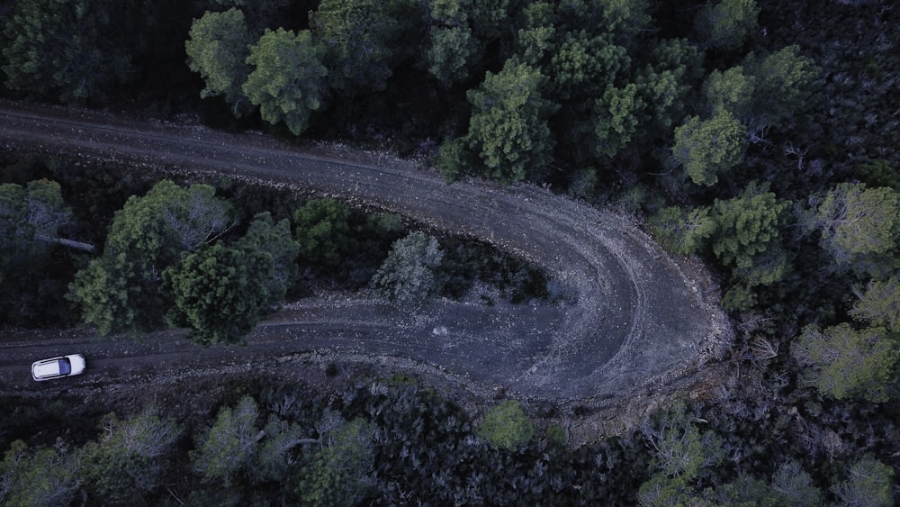 aerial view of green trees and road