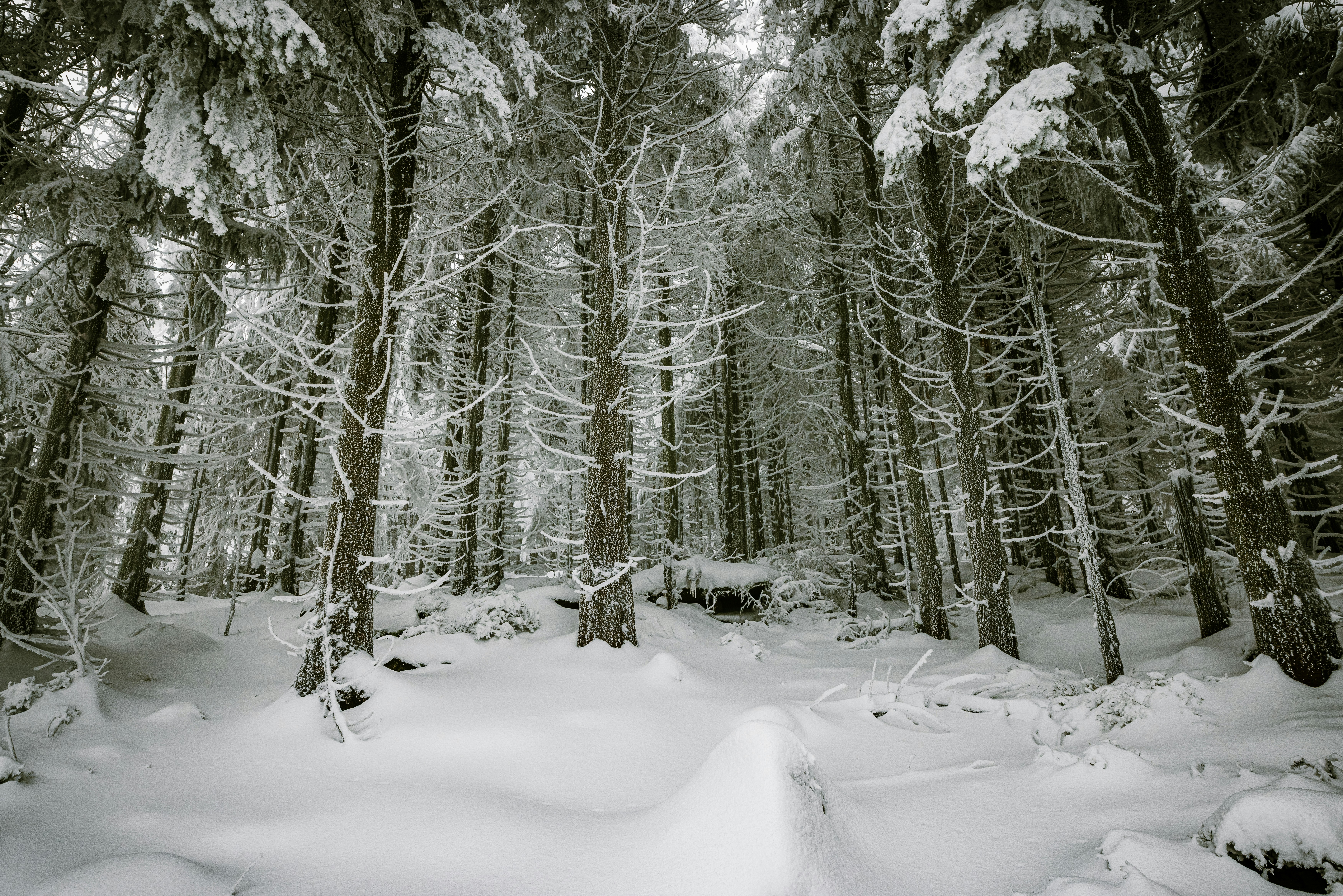500 Winter Forest Pictures Download Free Images On Unsplash
