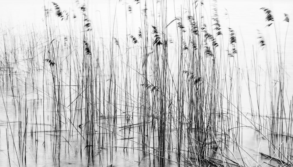 grayscale photo of grass on water
