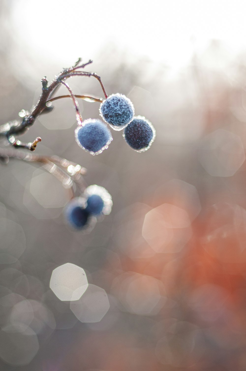 a close up of a branch with berries on it