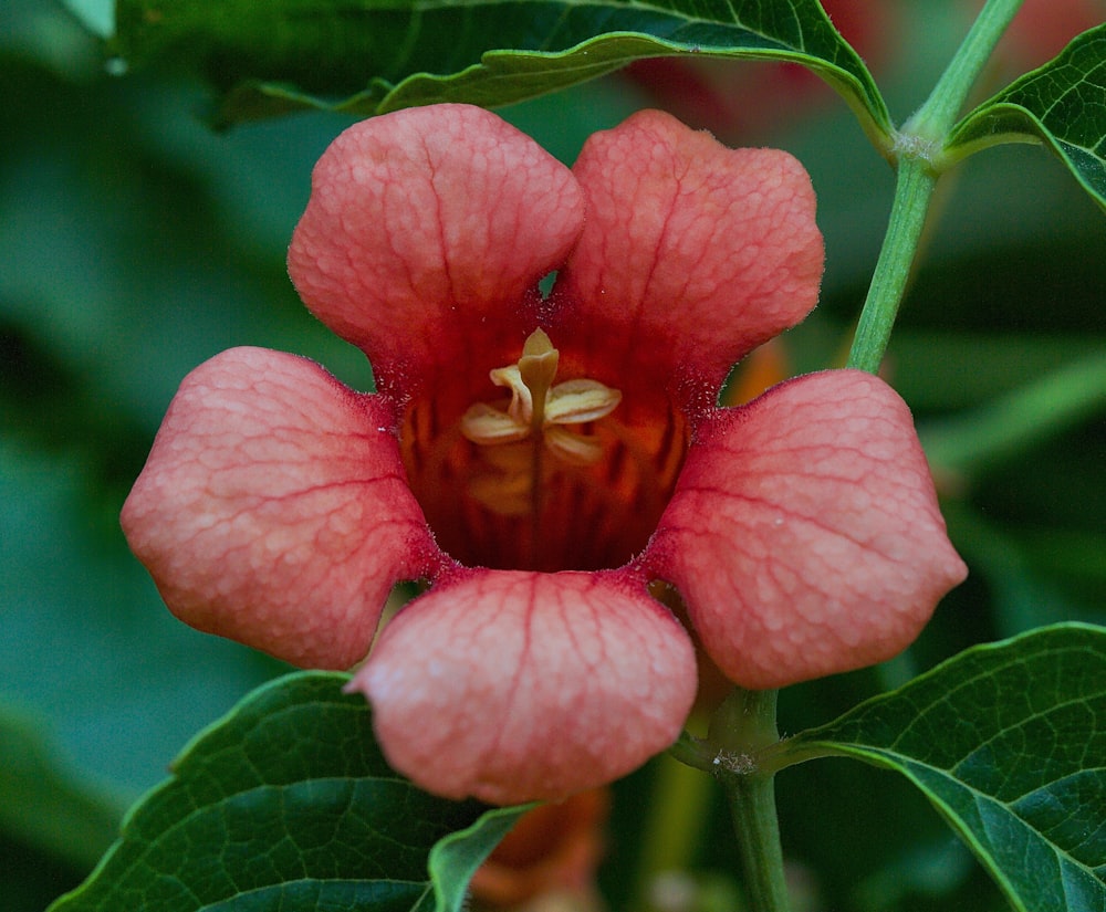 red flower in macro shot