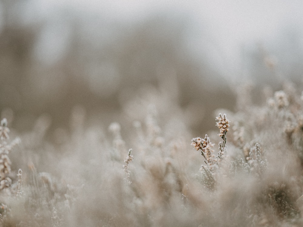 brown plant in tilt shift lens