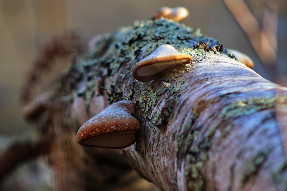 brown wood with water droplets