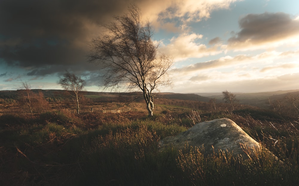 leafless tree on green grass field under cloudy sky