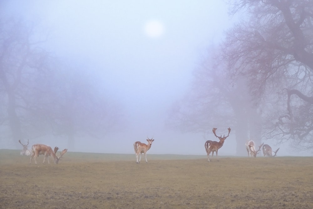 group of deer on green grass field during foggy day