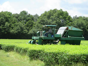 Agricultural tractor working in a lush green field with a Pakistani farmer operating it.