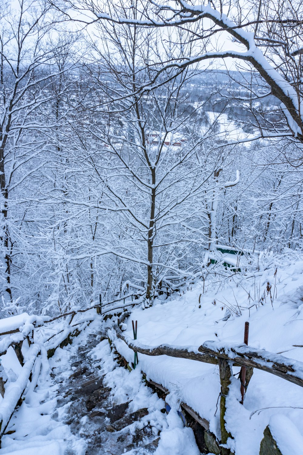 雪に覆われた葉のない木