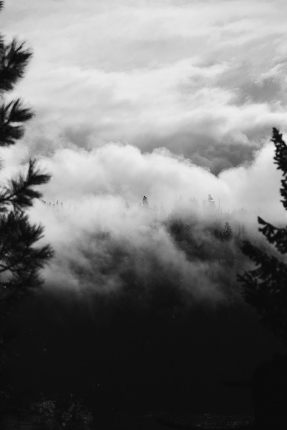 grayscale photo of trees under cloudy sky