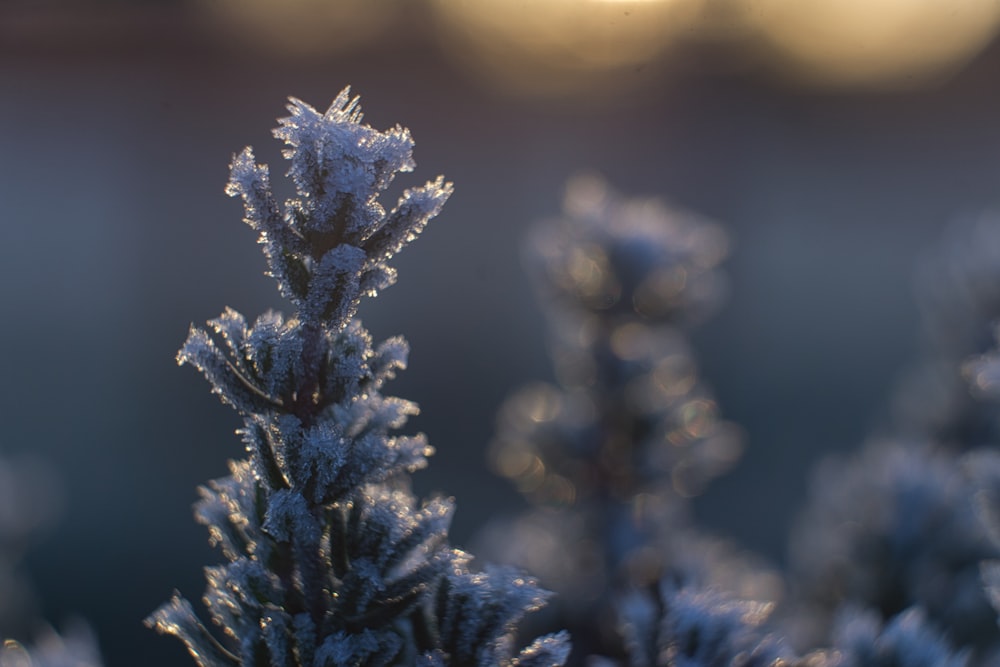 green pine tree covered with snow