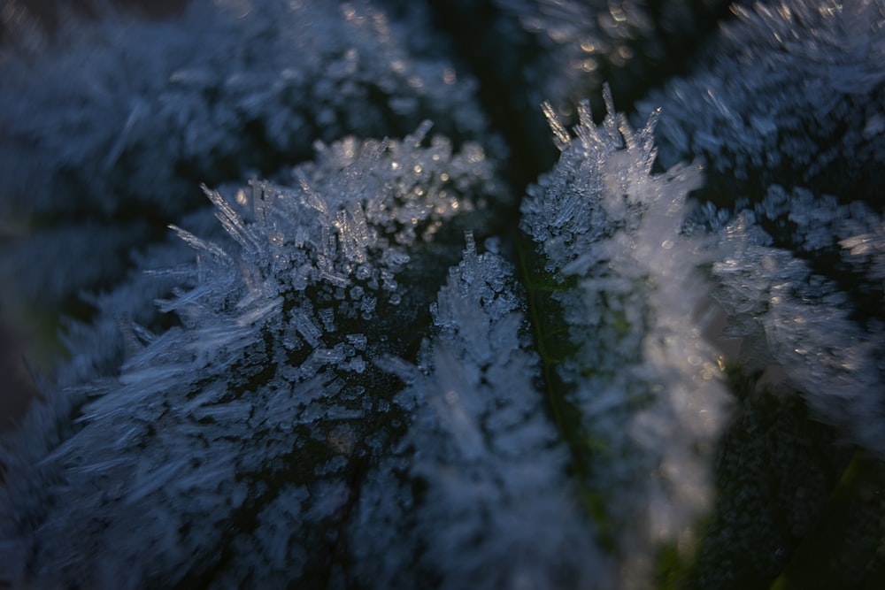 green pine tree covered with snow