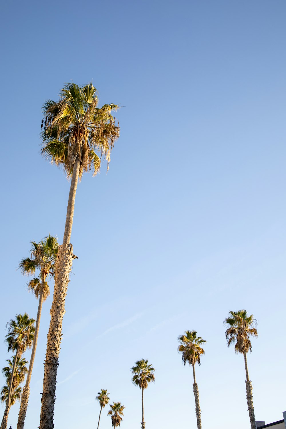 green palm tree under blue sky during daytime