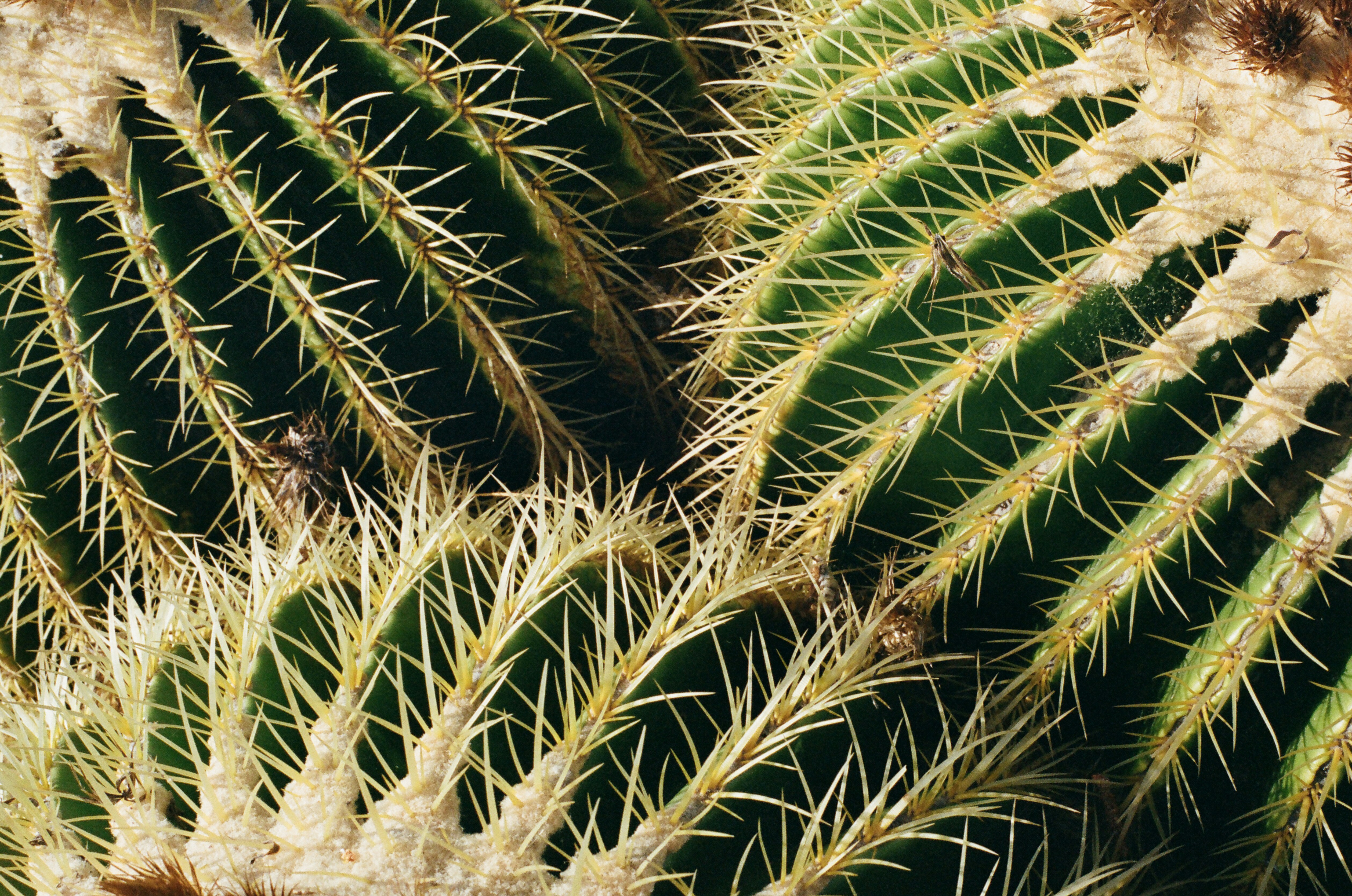 close up of a barrel cactus