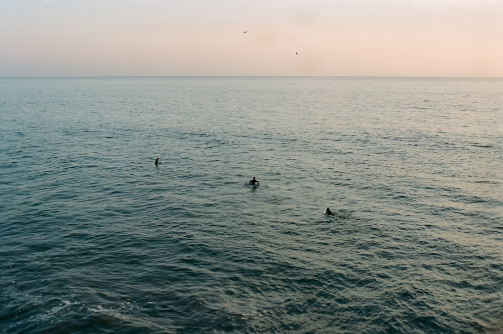 birds flying over the sea during daytime