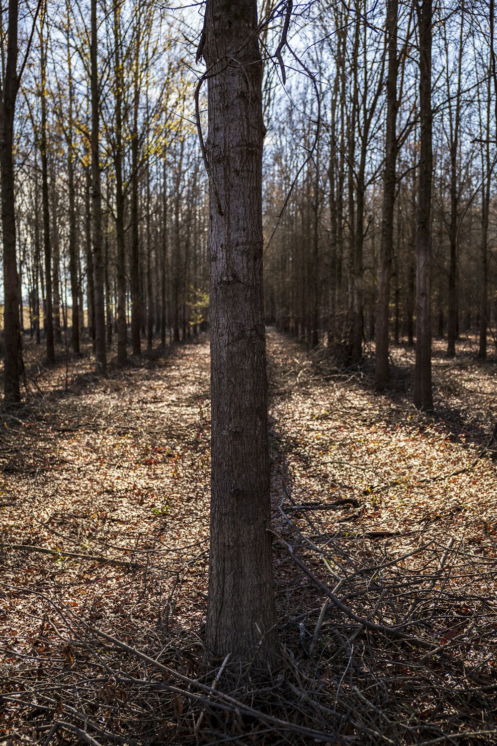 brown trees on brown dried leaves