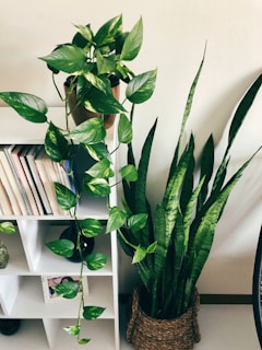 green plant on white wooden shelf