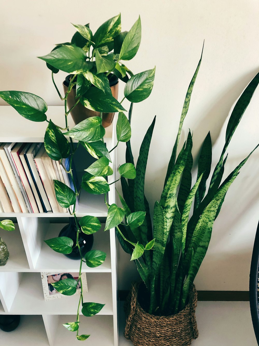 green plant on white wooden shelf