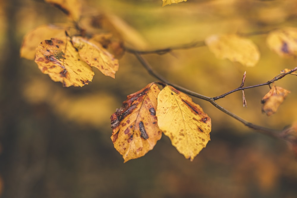 yellow maple leaf in close up photography