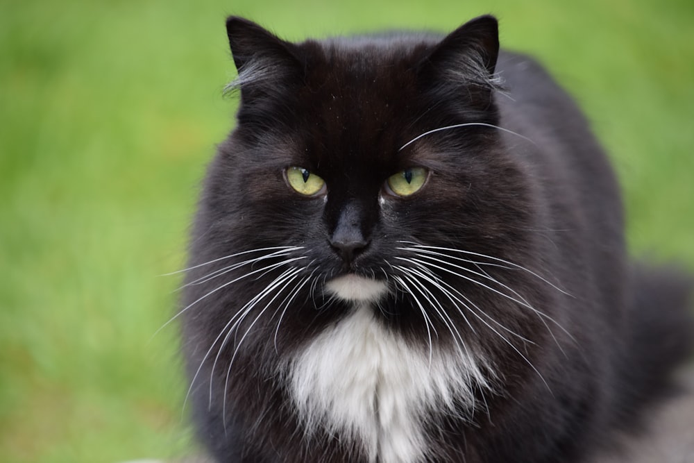 Chat noir et blanc sur un terrain d’herbe verte pendant la journée