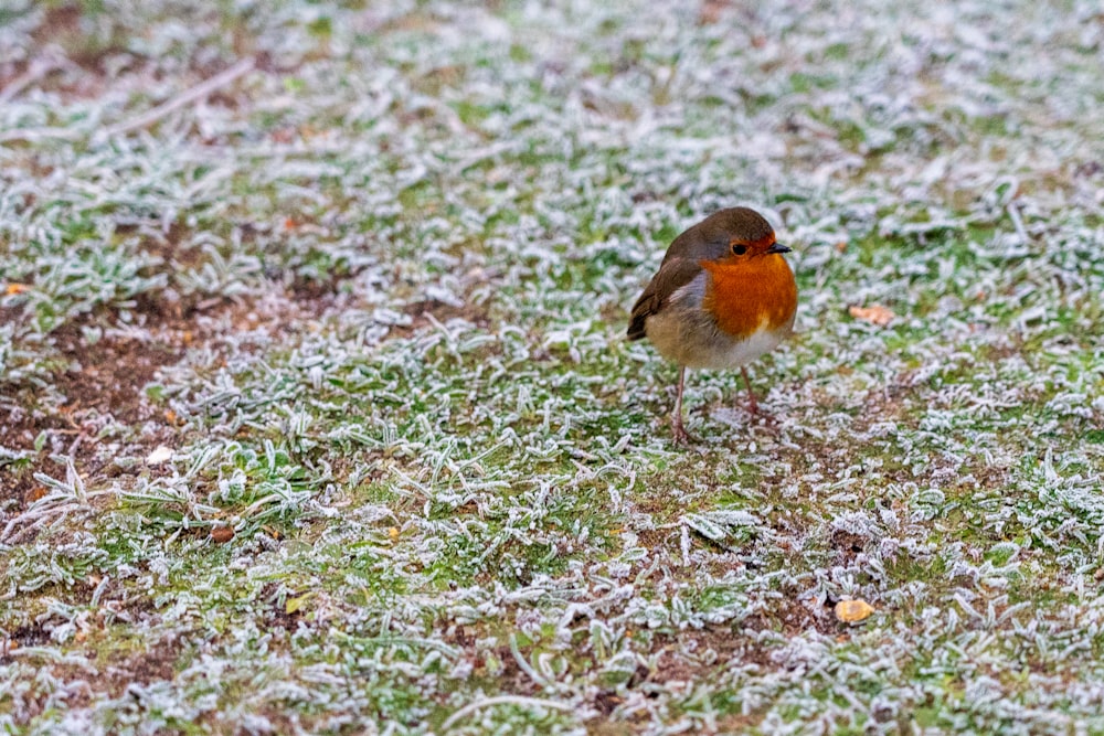 brown and white bird on green grass during daytime