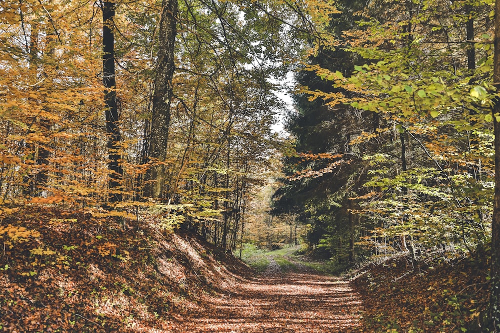 brown and green trees during daytime