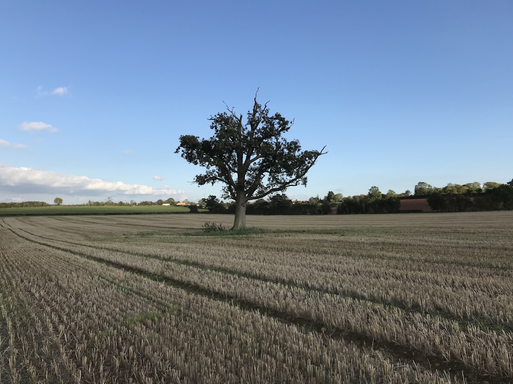 green tree in the middle of brown field during daytime
