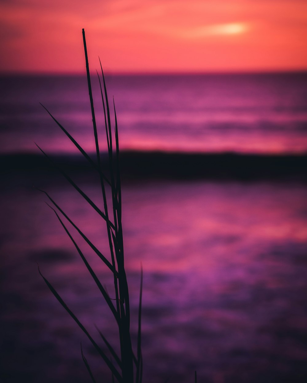 silhouette of grass during sunset