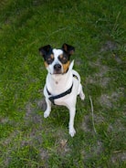 A well-trained service dog alert and focused in a protective stance