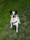 A medium-sized dog with a black and white coat sits attentively on a grassy surface, sporting a black harness. The dog has alert ears and a focused expression.