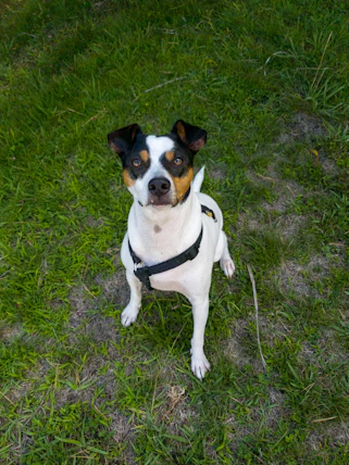 A medium-sized dog with a black and white coat sits attentively on a grassy surface, sporting a black harness. The dog has alert ears and a focused expression.