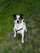 A medium-sized dog with a black and white coat sits attentively on a grassy surface, sporting a black harness. The dog has alert ears and a focused expression.