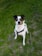 A medium-sized dog with a black and white coat sits attentively on a grassy surface, sporting a black harness. The dog has alert ears and a focused expression.
