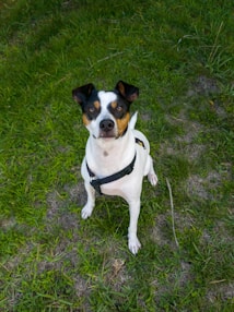 A medium-sized dog with a black and white coat sits attentively on a grassy surface, sporting a black harness. The dog has alert ears and a focused expression.