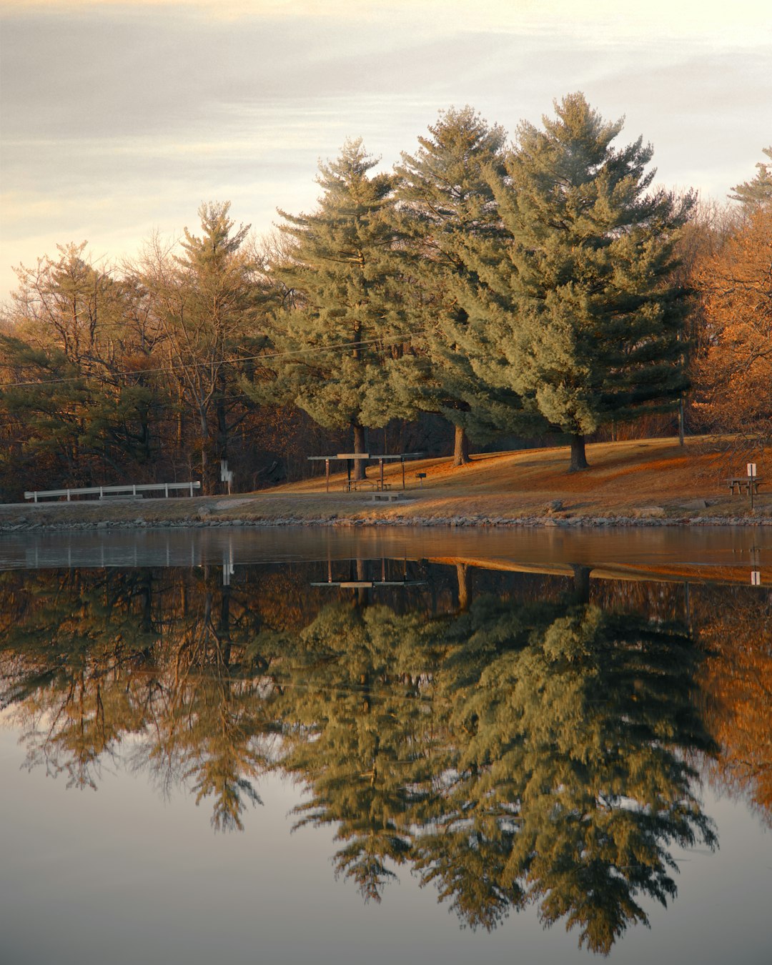 brown trees beside river during daytime