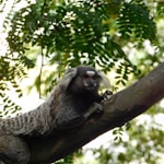 brown monkey on tree branch during daytime